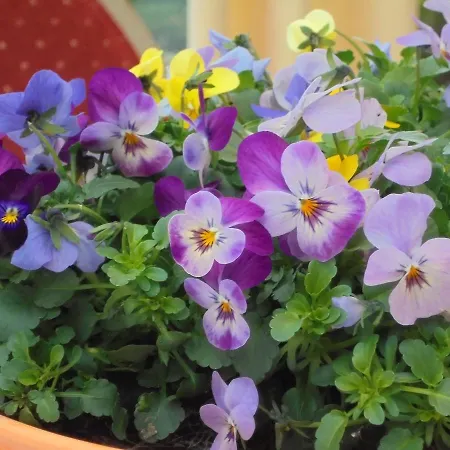 Hotel Hotel-garni Herzog Loher Ostmark