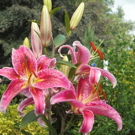 Hotel Hotel-garni Herzog Loher Ostmark